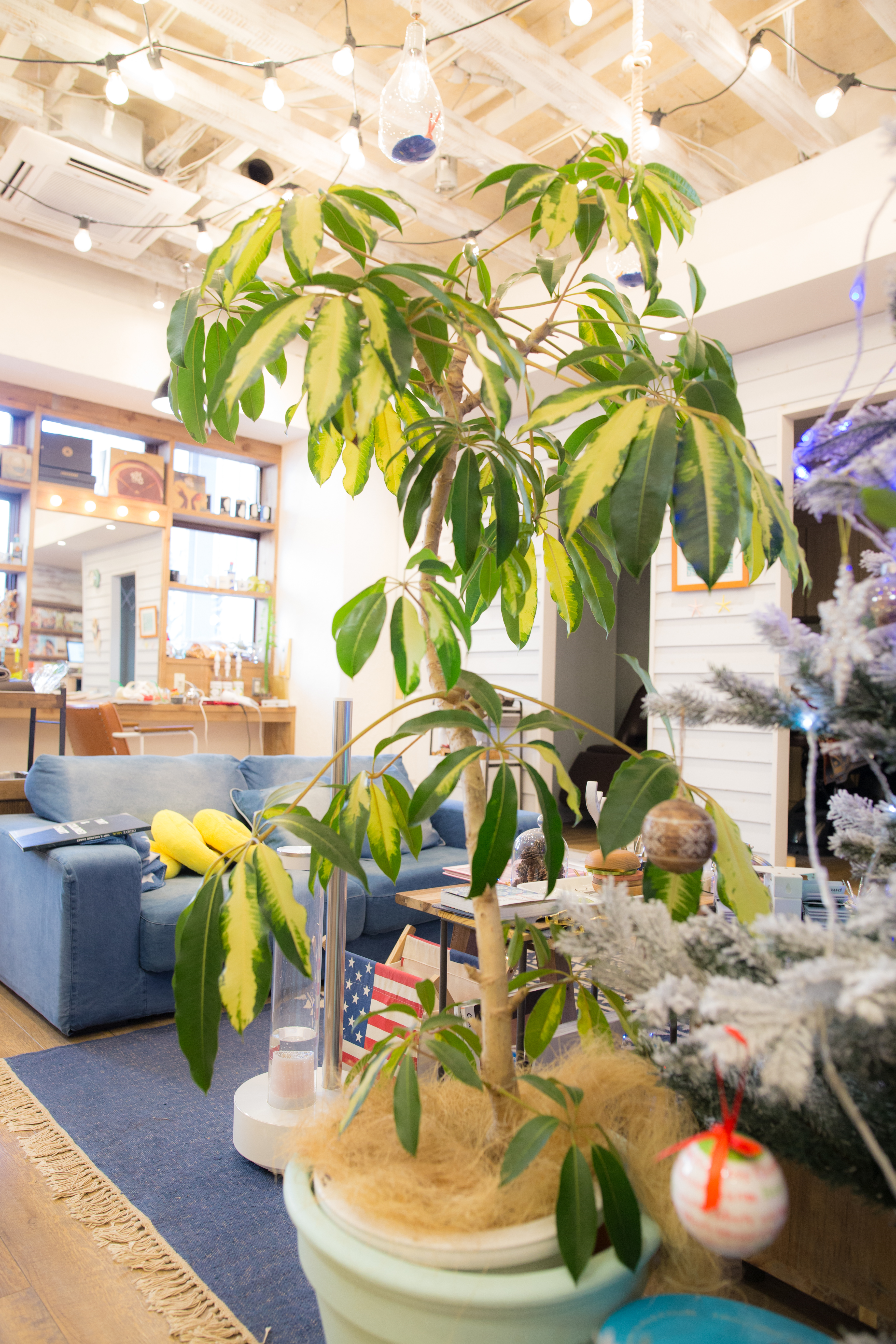 希少・斑入り｜ツピタンサス ゴールデンキング 10号 曲線美【立派な