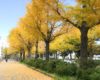 山下公園のイチョウ並木をご覧あれ（オススメお散歩コースもご紹介）